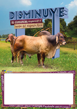 Almanaque Carnes cartón ¼ 